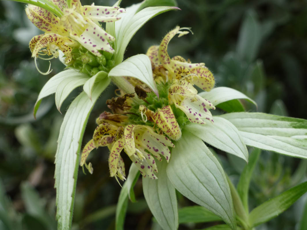 Monarda punctata photo